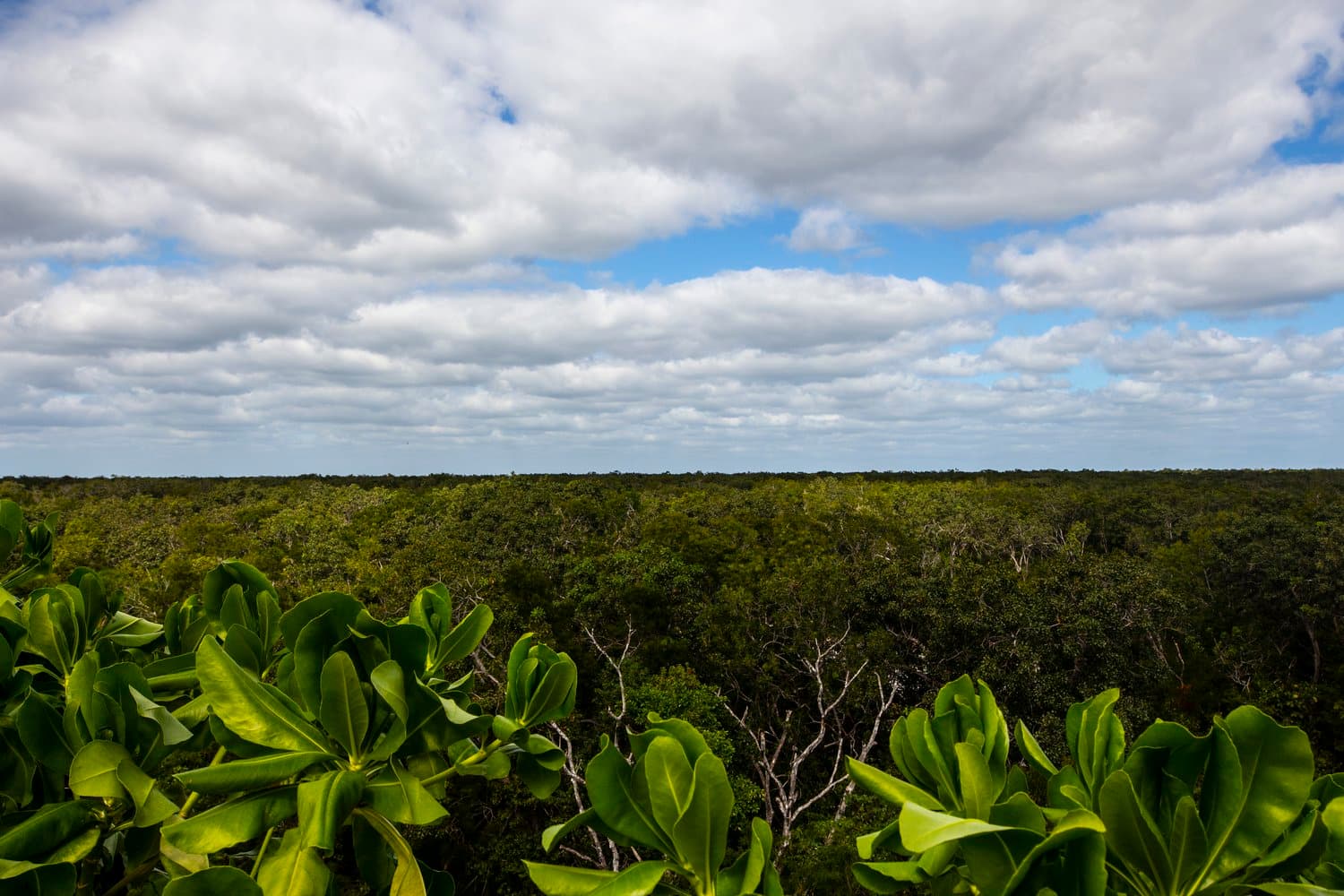 Dreamcatcher Tulum - 1718514146417 IMG 0546 Dreamcatcher Tulum - 1718514146417 IMG 0546