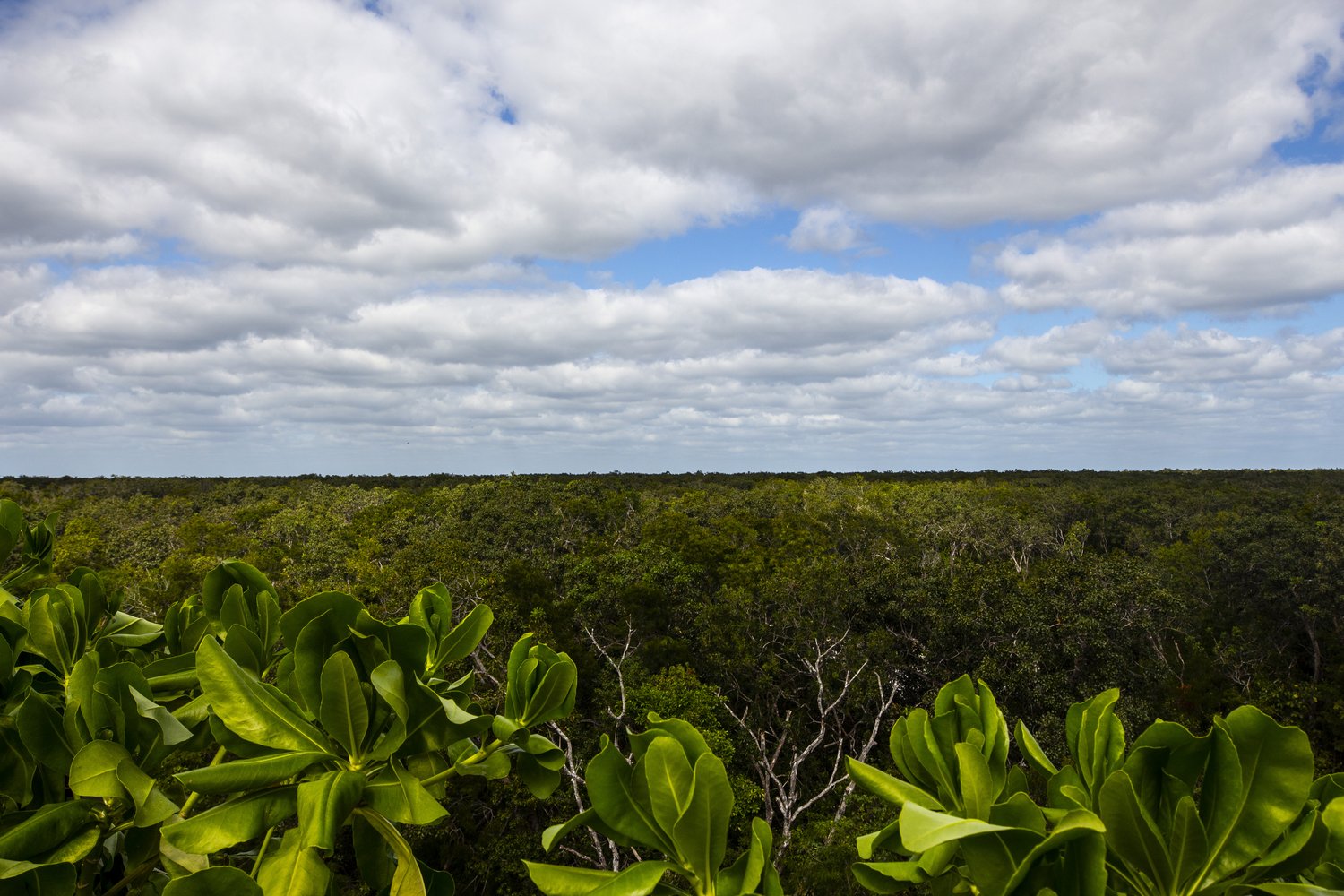 Dreamcatcher Tulum Condo Tulum Quintana Roo Mexico preconstruction